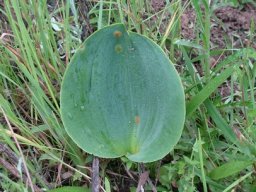 Eriospermum cooperi var. cooperi